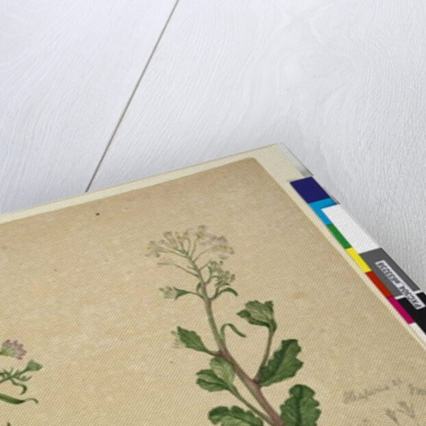 Page 253. Iberis umbellata; Hesperis sp., c.1803-06 by John William Lewin