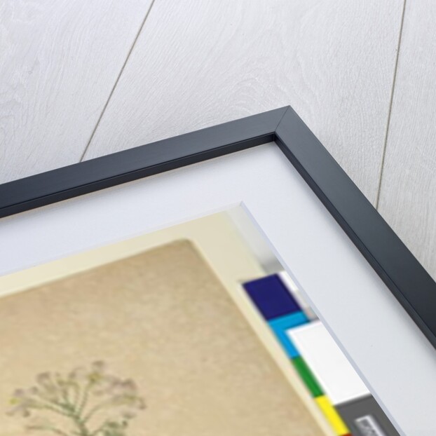 Page 253. Iberis umbellata; Hesperis sp., c.1803-06 by John William Lewin