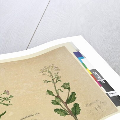 Page 253. Iberis umbellata; Hesperis sp., c.1803-06 by John William Lewin