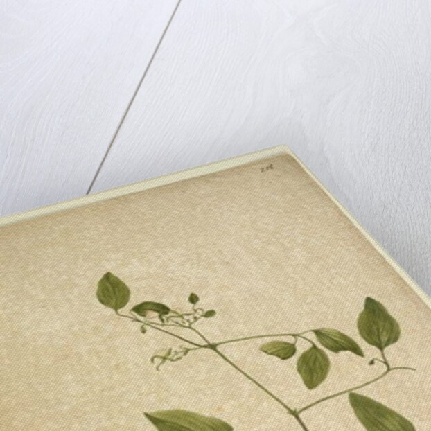 Page 256. Clematis glycinoides, c.1803-06 by John William Lewin