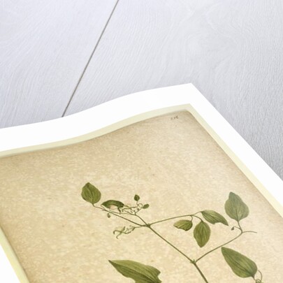 Page 256. Clematis glycinoides, c.1803-06 by John William Lewin