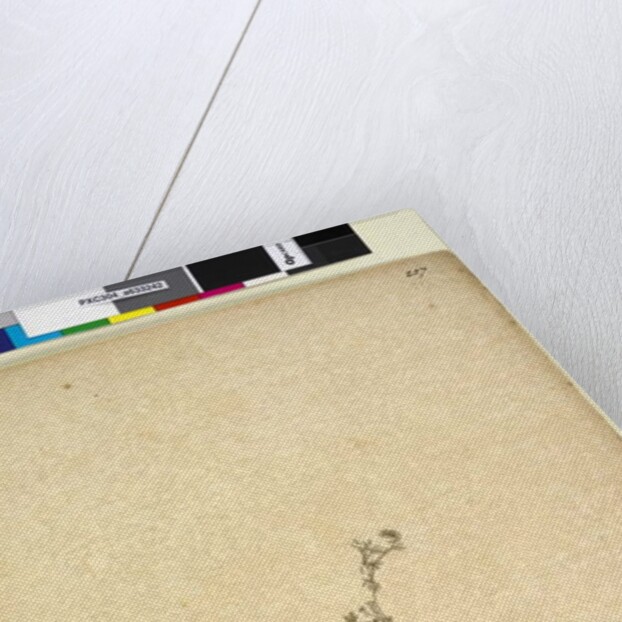 Page 257. Galium sp., c.1803-06 by John William Lewin