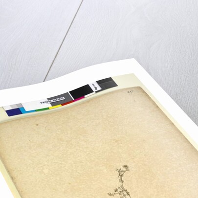 Page 257. Galium sp., c.1803-06 by John William Lewin