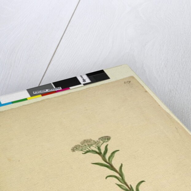 Page 259. Trachymene, c.1803-06 by John William Lewin