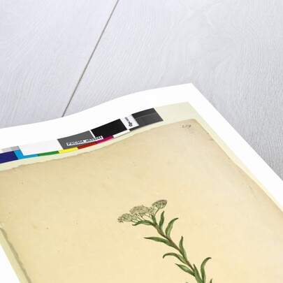 Page 259. Trachymene, c.1803-06 by John William Lewin