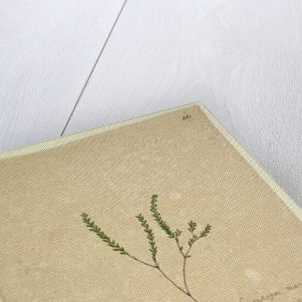 Page 260. Leucopogon margarodes, c.1803-06 by John William Lewin