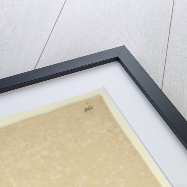 Page 260. Leucopogon margarodes, c.1803-06 by John William Lewin