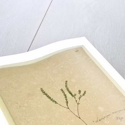 Page 260. Leucopogon margarodes, c.1803-06 by John William Lewin