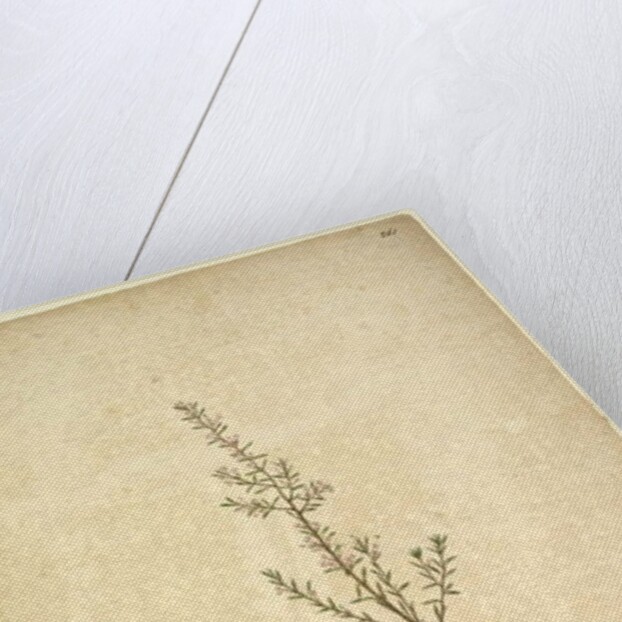 Page 261. Lissanthe strigosa, c.1803-06 by John William Lewin