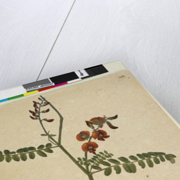 Page 262. Signed: I.W.L. 30 Nov. 1805, 1805 by John William Lewin