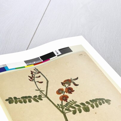 Page 262. Signed: I.W.L. 30 Nov. 1805, 1805 by John William Lewin