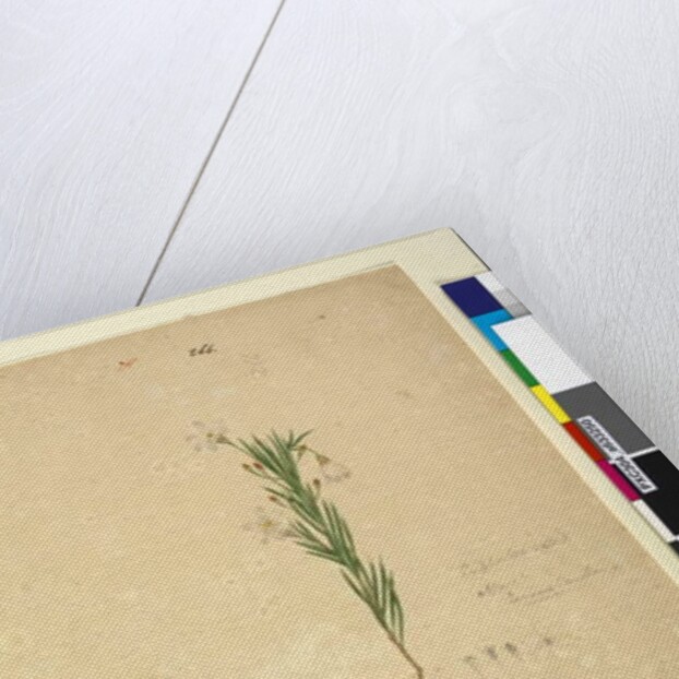 Page 265. Glossodia minor; 266. Ricinocarpus, c.1803-06 by John William Lewin