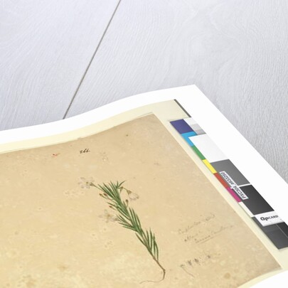 Page 265. Glossodia minor; 266. Ricinocarpus, c.1803-06 by John William Lewin