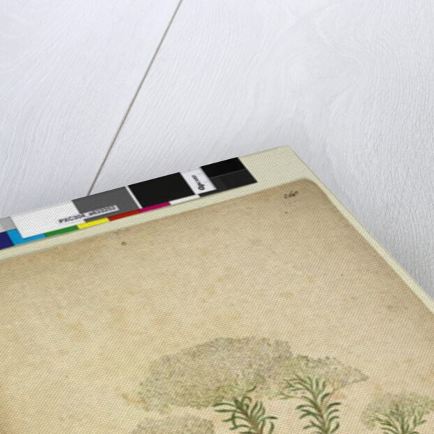 Page 268. Helichrysum diosmifolium/Ozothamnus diosmifolius, c.1803-06 by John William Lewin