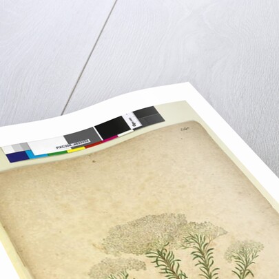 Page 268. Helichrysum diosmifolium/Ozothamnus diosmifolius, c.1803-06 by John William Lewin