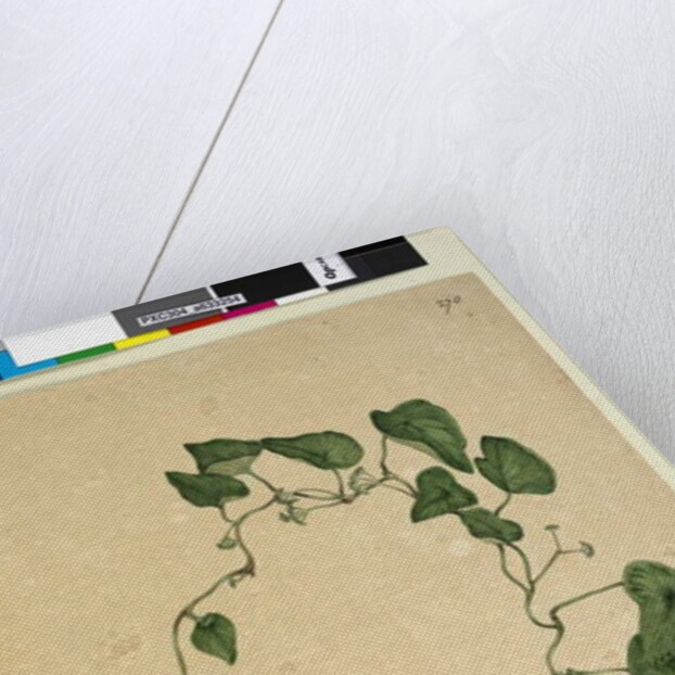 Page 270. Stephania hernandiaefolia, c.1803-06 by John William Lewin