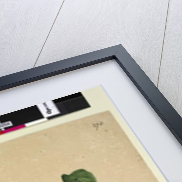 Page 270. Stephania hernandiaefolia, c.1803-06 by John William Lewin