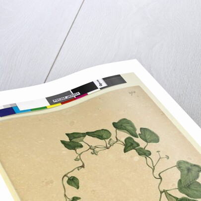 Page 270. Stephania hernandiaefolia, c.1803-06 by John William Lewin