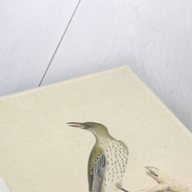 Page 5. Oriolus mimetis by Unknown artist