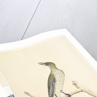 Page 5. Oriolus mimetis by Unknown artist