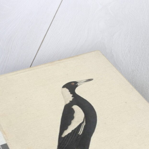 Page 6. Barita. above title in different hand May. Natural size Black, Backed Magpie Gymnorhina tibicen, 1791-92 by Unknown artist
