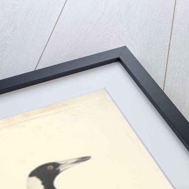 Page 6. Barita. above title in different hand May. Natural size Black, Backed Magpie Gymnorhina tibicen, 1791-92 by Unknown artist