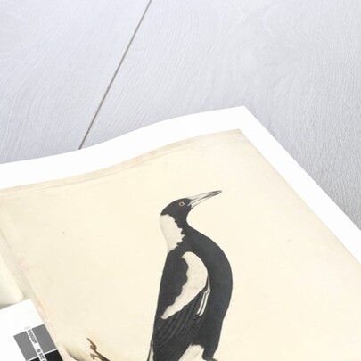 Page 6. Barita. above title in different hand May. Natural size Black, Backed Magpie Gymnorhina tibicen, 1791-92 by Unknown artist