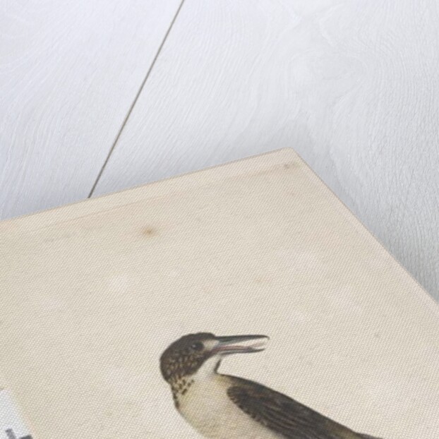 Page 9. Vanga by Unknown artist