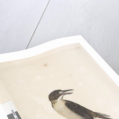 Page 9. Vanga by Unknown artist