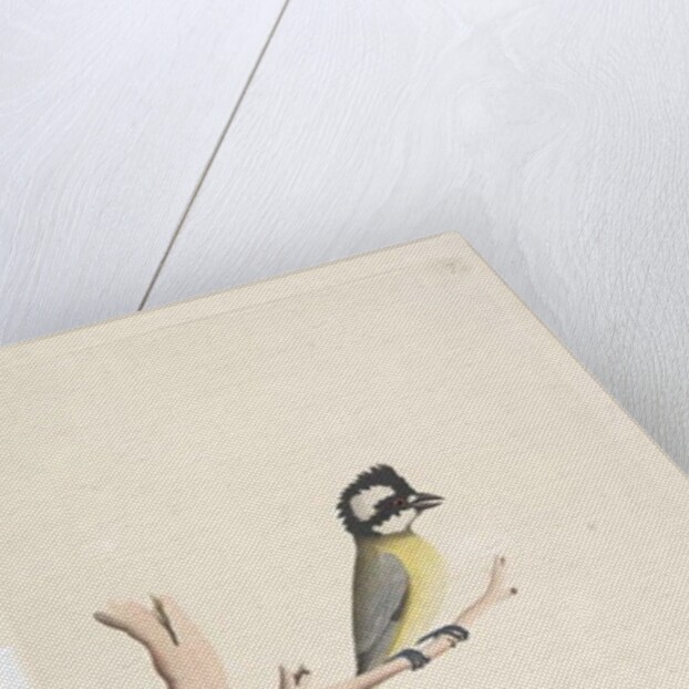 Page 11. Lanius by Unknown artist