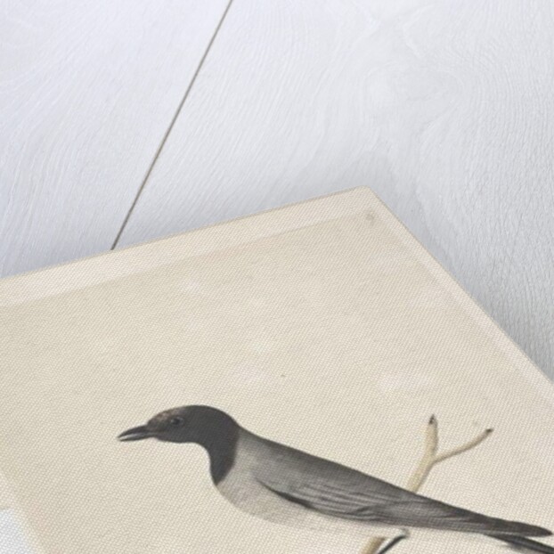 Page 14. Ceblephyris. above title in different hand August. Natural size Little Cuckoo, Shrike? Coracina robusta, 1791-92 by Unknown artist