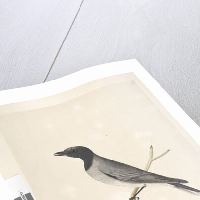 Page 14. Ceblephyris. above title in different hand August. Natural size Little Cuckoo, Shrike? Coracina robusta, 1791-92 by Unknown artist