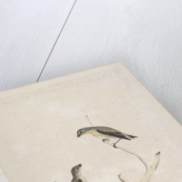 Page 17. Pardalotus by Unknown artist