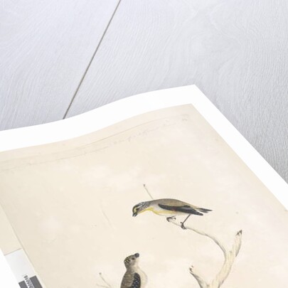 Page 17. Pardalotus by Unknown artist