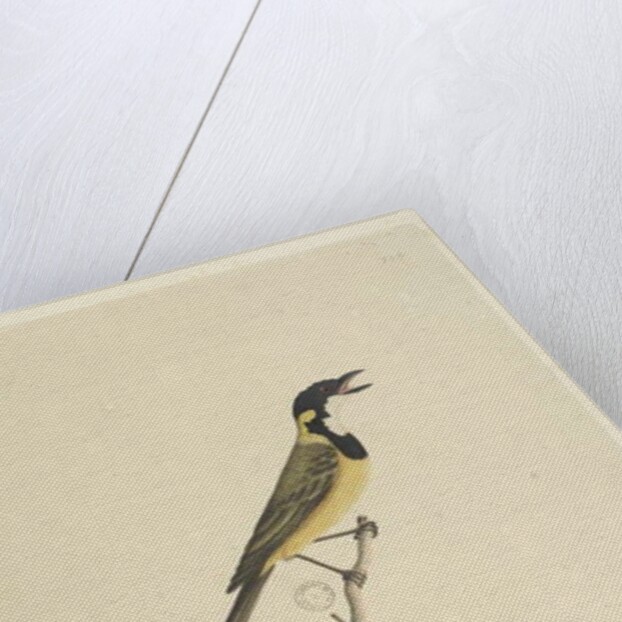 Page 18. Natural size Golden Whistler by Unknown artist
