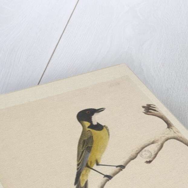 Page 20. Natural size. April Golden Whistler by Unknown artist