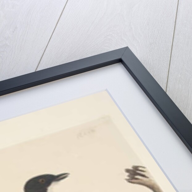 Page 20. Natural size. April Golden Whistler by Unknown artist