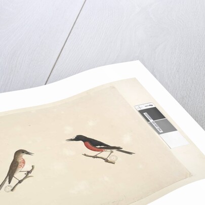 Page 26. Two birds of Norfolk Island Scarlet Robin, 1791-92 by Unknown artist