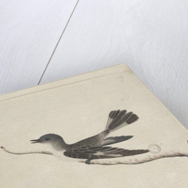 May. Natural size Hooded Robin, female Melanodryas cucullata, 1791-92, Page 27. by Unknown artist