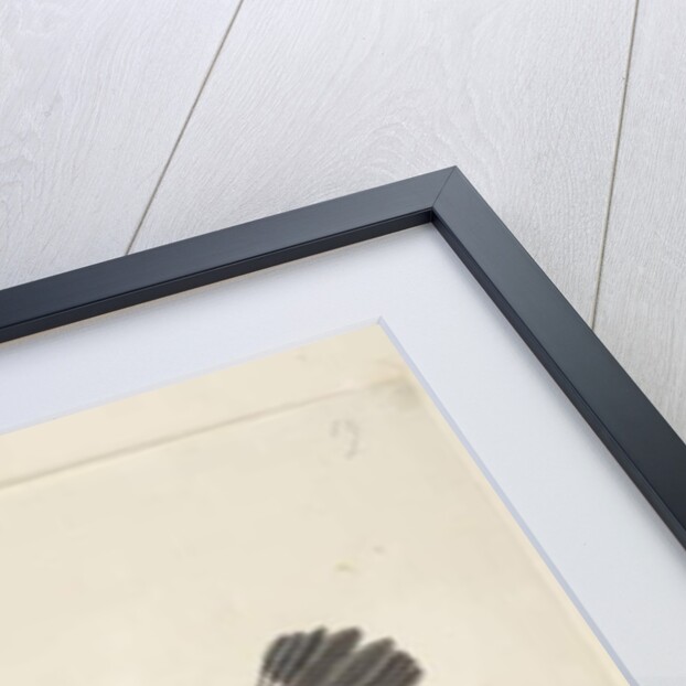 May. Natural size Hooded Robin, female Melanodryas cucullata, 1791-92, Page 27. by Unknown artist