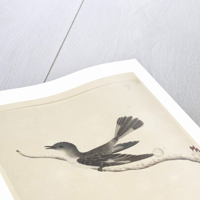 May. Natural size Hooded Robin, female Melanodryas cucullata, 1791-92, Page 27. by Unknown artist