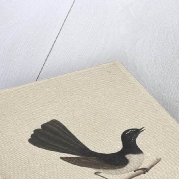 Page 28. Natural size, July Willie Wagtail by Unknown artist