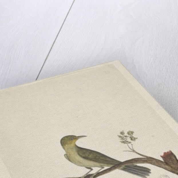 Page 31....? Slender, Billed White, Eye Zosterops tenuirostris, 1791-92 by Unknown artist