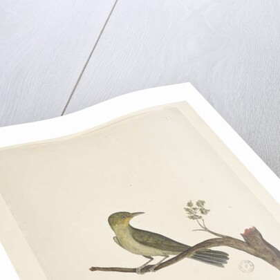 Page 31....? Slender, Billed White, Eye Zosterops tenuirostris, 1791-92 by Unknown artist