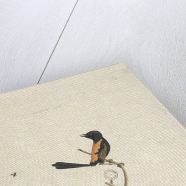 Page 33. Natural size Red, Backed Wren Malurus melanocephalu,male, 1791-92 by Unknown artist