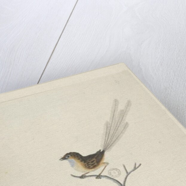 Page 35. Natural size Emu, Wren, male Stipiturus malachurus, 1791-92 by Unknown artist