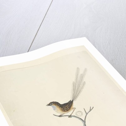 Page 35. Natural size Emu, Wren, male Stipiturus malachurus, 1791-92 by Unknown artist