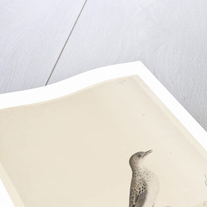 Page 38. Alundu? above title in different hand Natural size, July Pipit Anthus australis, 1791-92 by Unknown artist