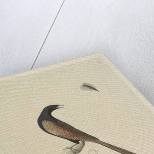 Page 47. Centropus by Unknown artist