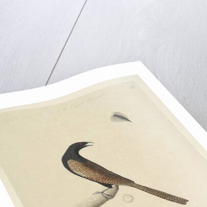 Page 47. Centropus by Unknown artist